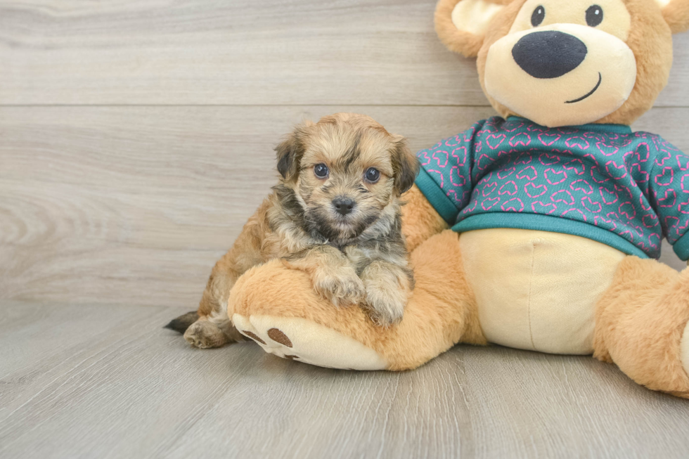 Best Maltipoo Baby