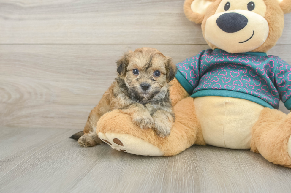 5 week old Maltipoo Puppy For Sale - Pilesgrove Pups