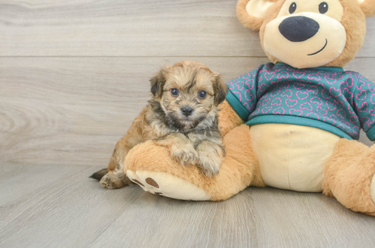 Best Maltipoo Baby