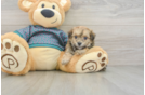 Maltipoo Puppy for Adoption