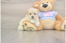 Best Maltipoo Baby