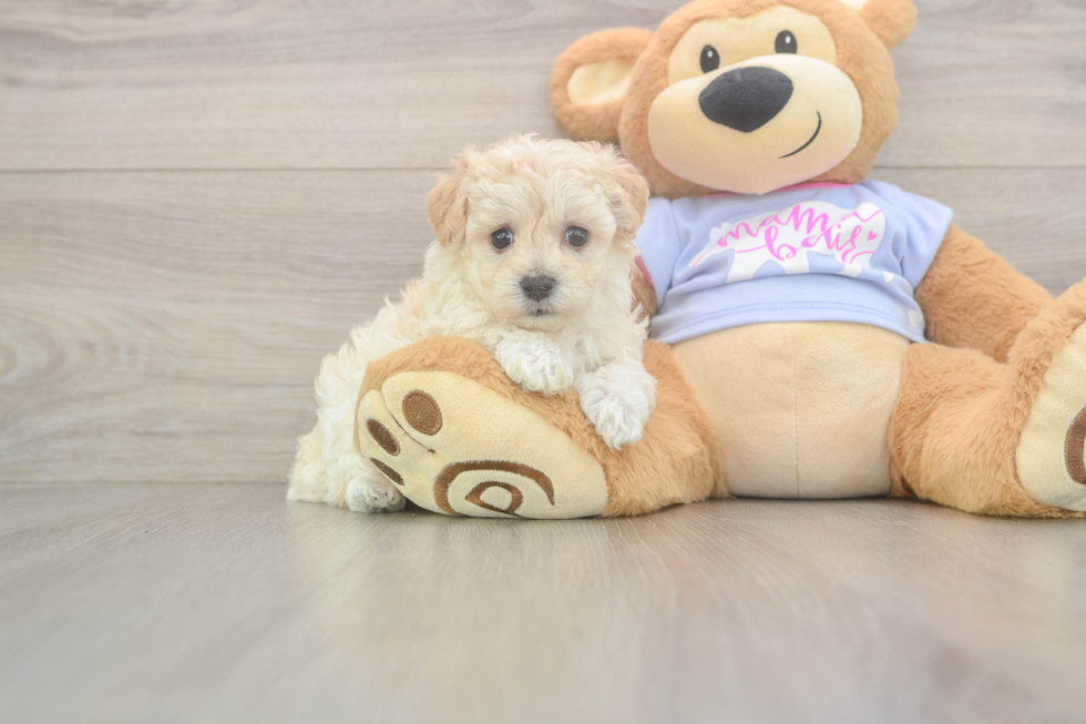 Best Maltipoo Baby