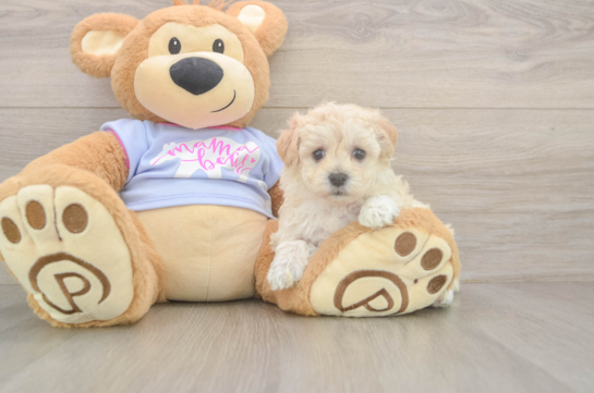 Energetic Maltese Poodle Poodle Mix Puppy