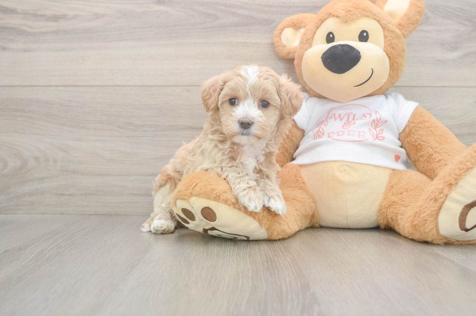 6 week old Maltipoo Puppy For Sale - Pilesgrove Pups