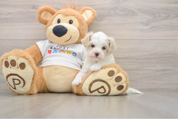 Little Maltese Poodle Poodle Mix Puppy