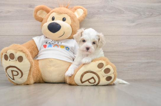 Little Maltese Poodle Poodle Mix Puppy