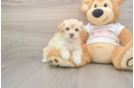 Best Maltipoo Baby