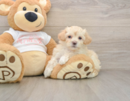8 week old Maltipoo Puppy For Sale - Pilesgrove Pups