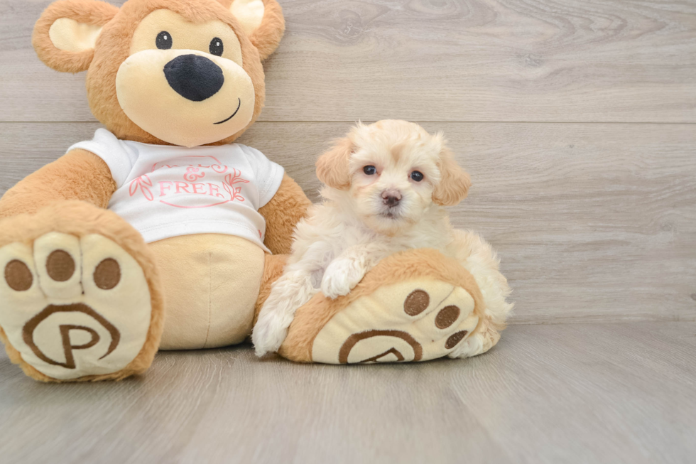 Fluffy Maltipoo Poodle Mix Pup