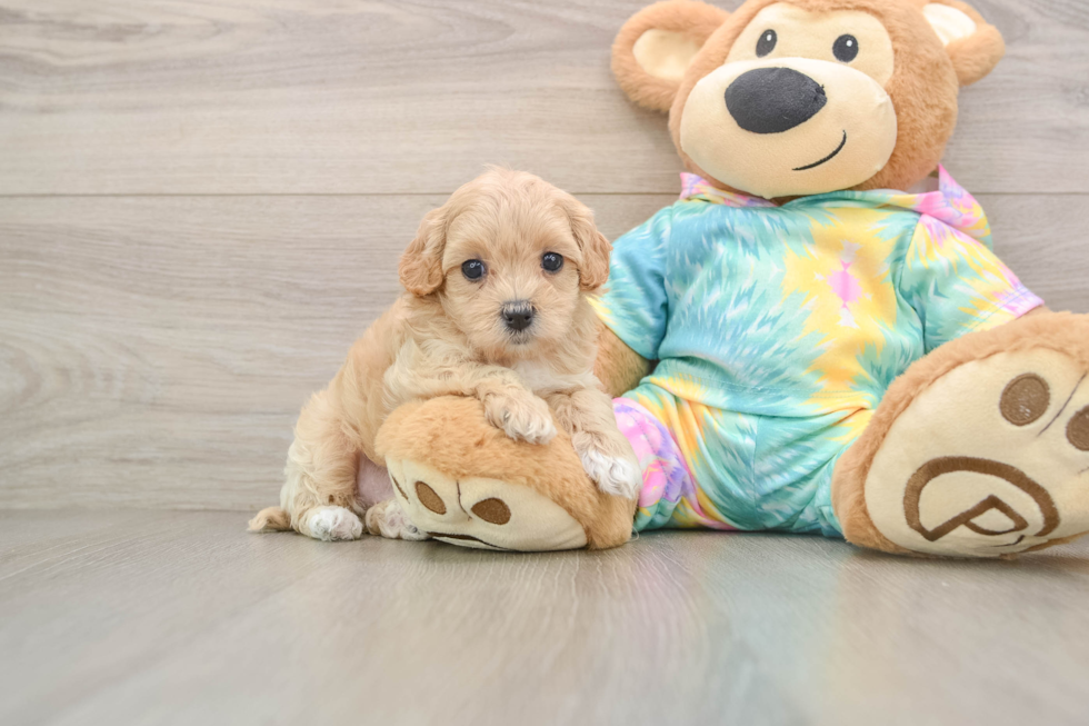 Maltipoo Puppy for Adoption