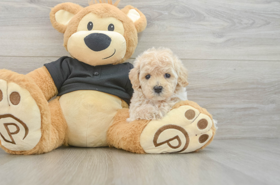 5 week old Maltipoo Puppy For Sale - Pilesgrove Pups