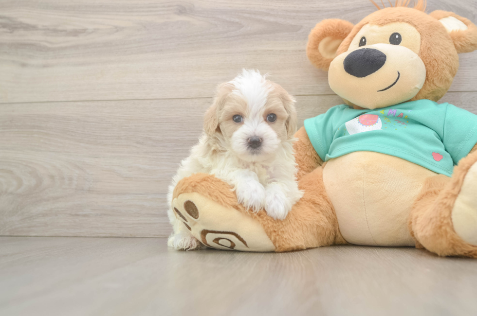 5 week old Maltipoo Puppy For Sale - Pilesgrove Pups