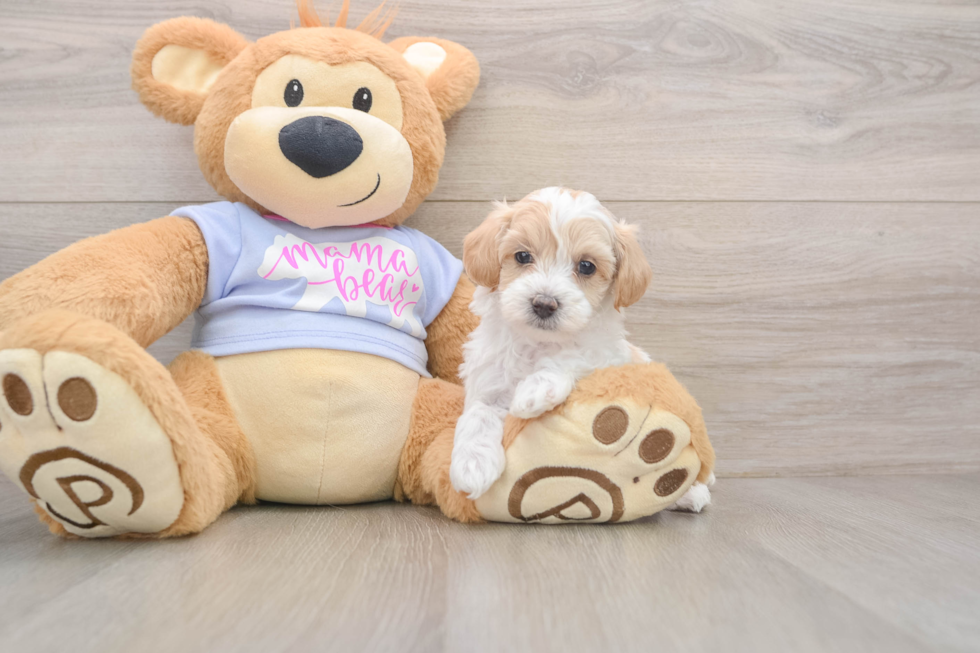 Maltipoo Pup Being Cute