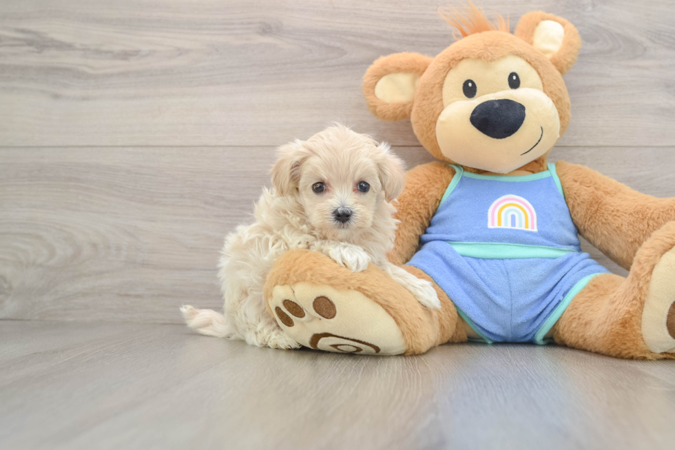 Maltipoo Pup Being Cute