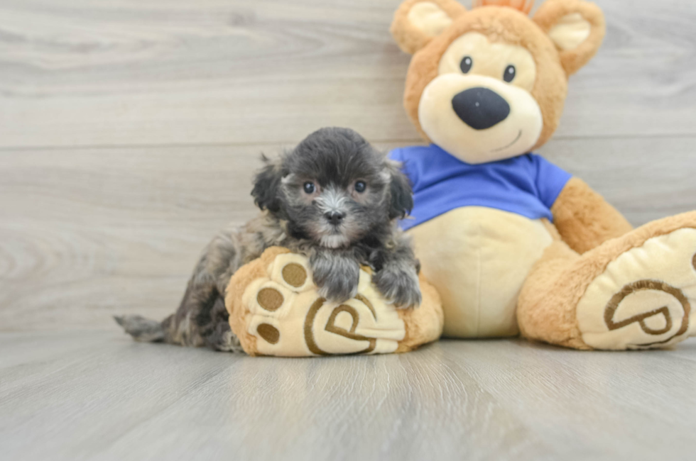 7 week old Maltipoo Puppy For Sale - Pilesgrove Pups