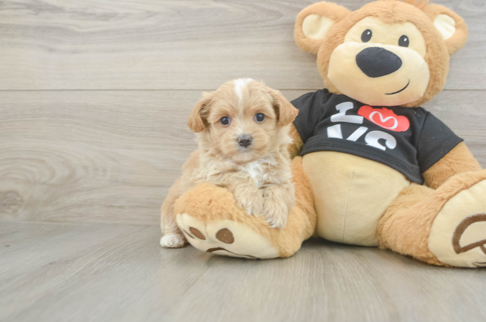 5 week old Maltipoo Puppy For Sale - Pilesgrove Pups