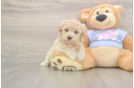 Maltipoo Pup Being Cute