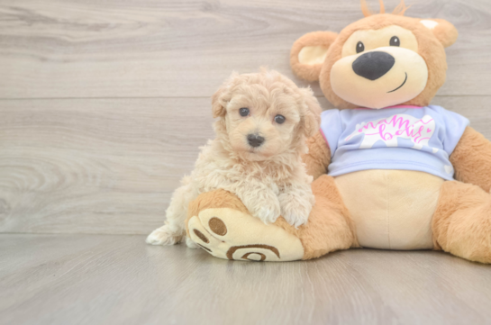 Maltipoo Pup Being Cute