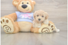Best Maltipoo Baby