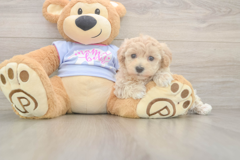 Best Maltipoo Baby