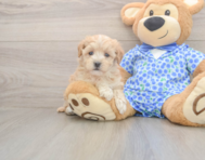 8 week old Maltipoo Puppy For Sale - Pilesgrove Pups