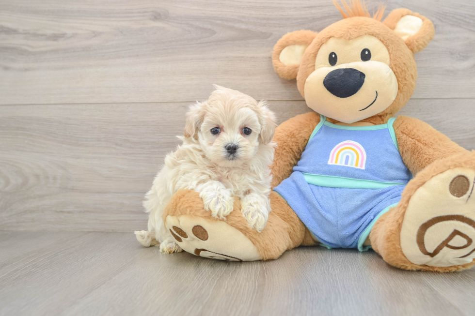 Little Moodle Poodle Mix Puppy