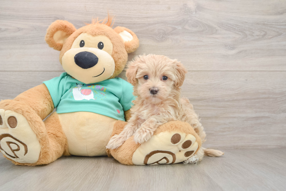 Maltipoo Puppy for Adoption