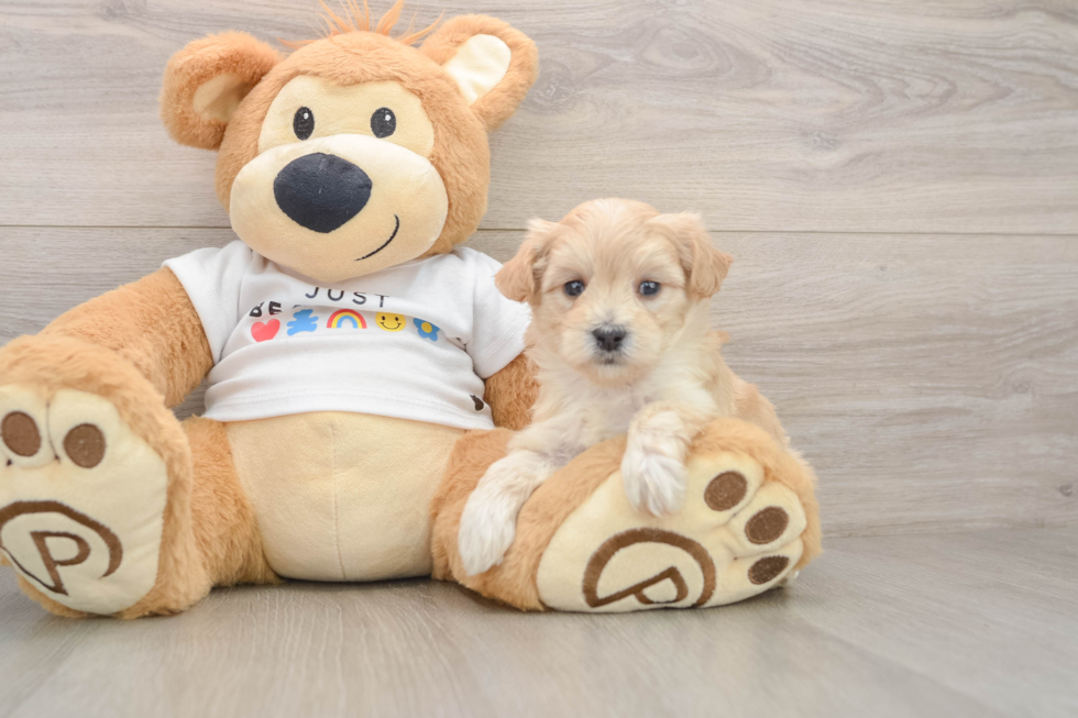 Happy Maltipoo Baby