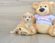 8 week old Maltipoo Puppy For Sale - Pilesgrove Pups