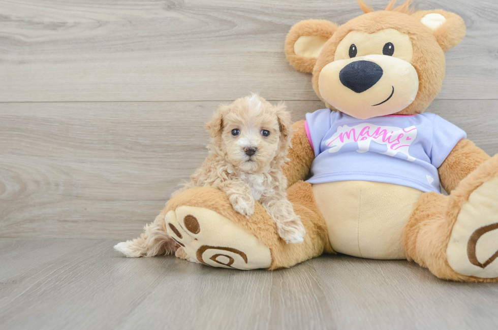 6 week old Maltipoo Puppy For Sale - Pilesgrove Pups