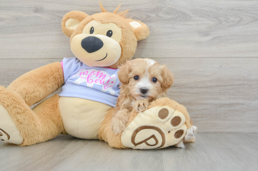 5 week old Maltipoo Puppy For Sale - Pilesgrove Pups