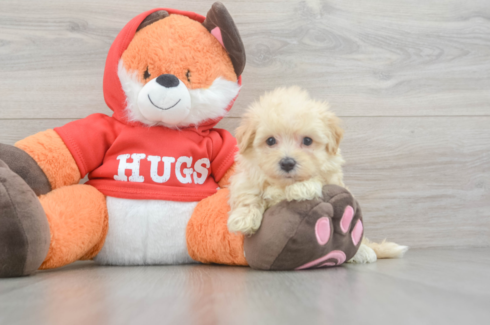 5 week old Maltipoo Puppy For Sale - Pilesgrove Pups