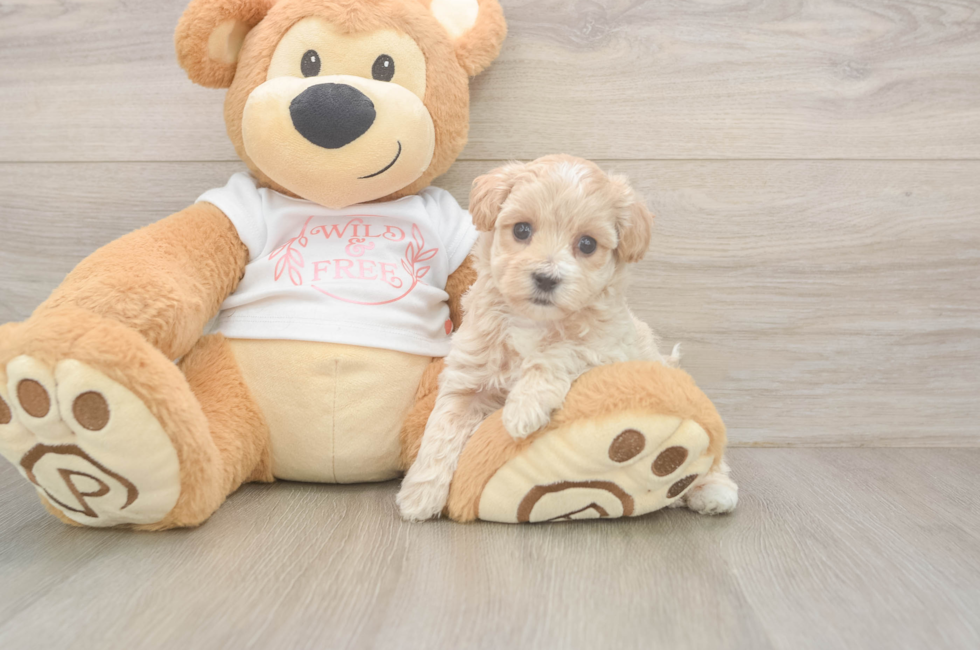 5 week old Maltipoo Puppy For Sale - Pilesgrove Pups