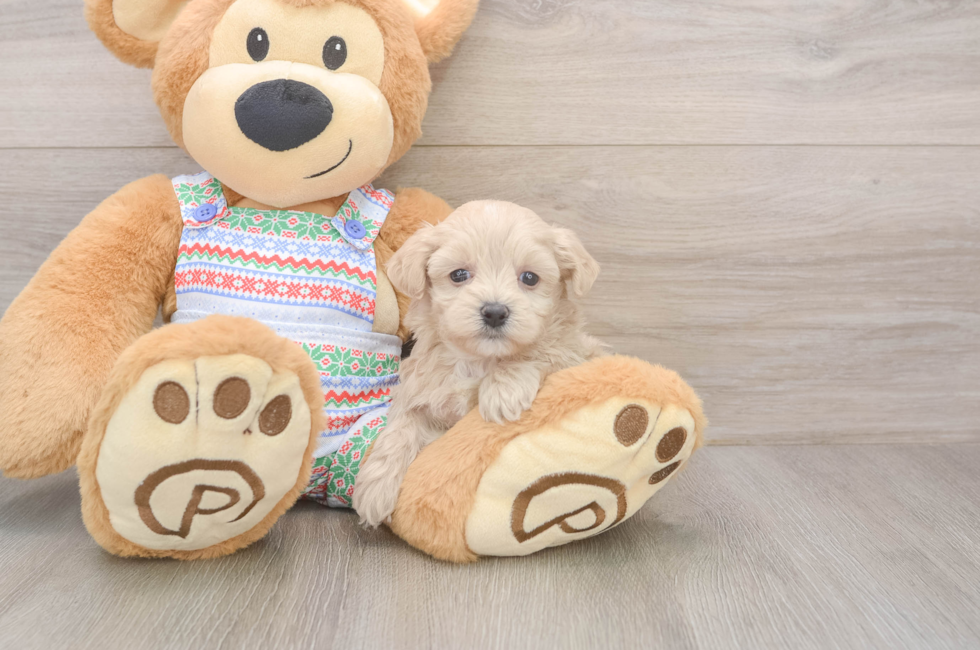 5 week old Maltipoo Puppy For Sale - Pilesgrove Pups