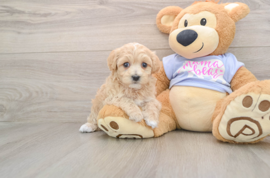 Maltipoo Puppy for Adoption