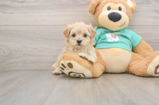 Maltipoo Pup Being Cute