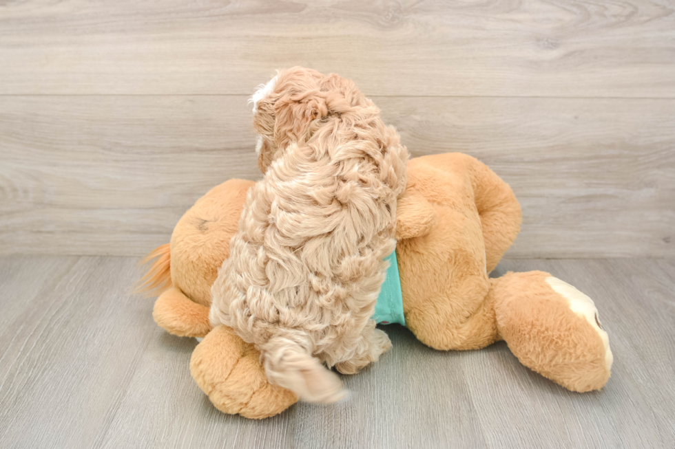 Best Maltipoo Baby