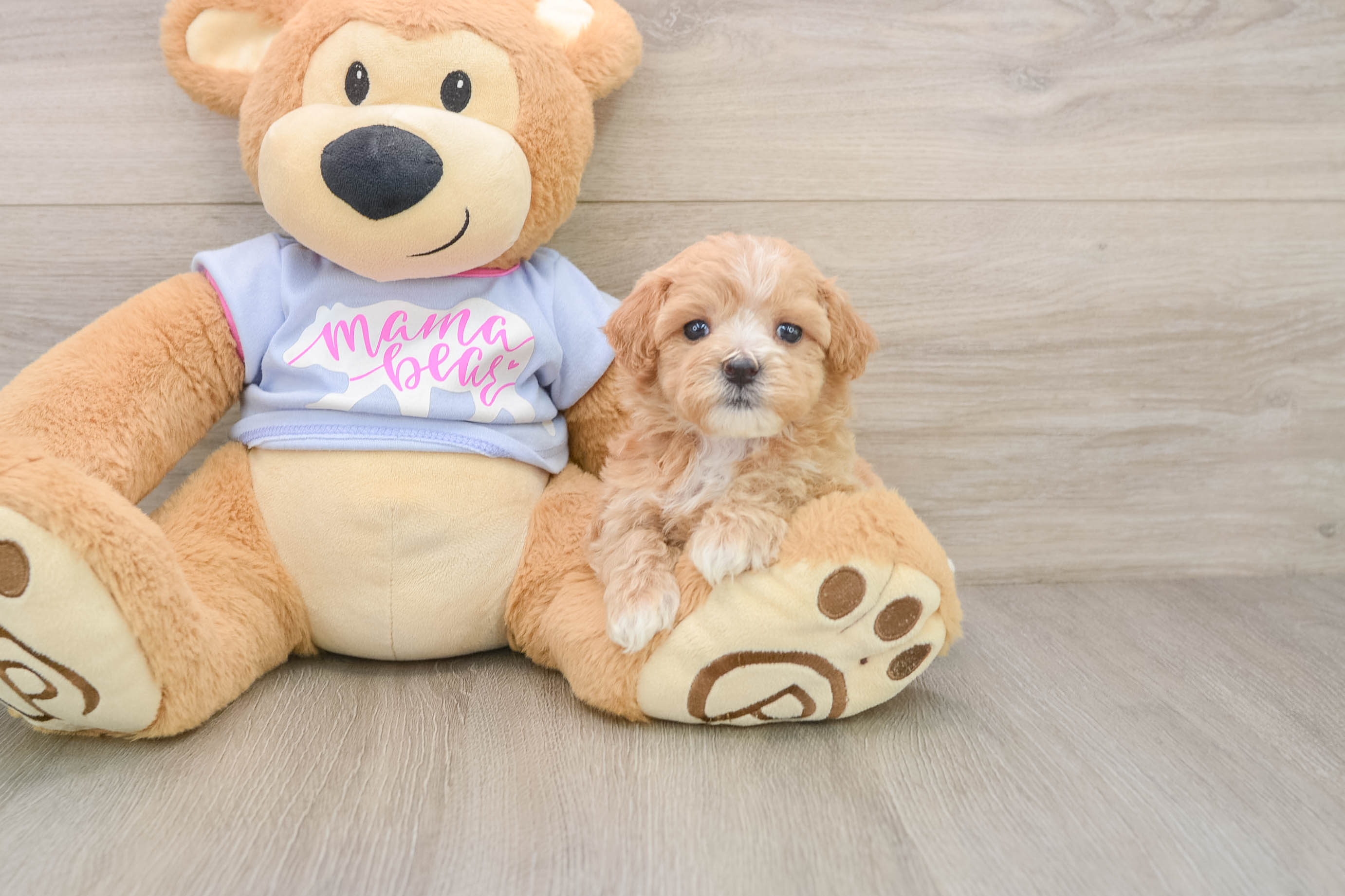 Hypoallergenic Maltepoo Poodle Mix Puppy