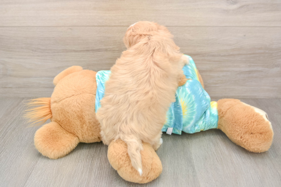 Fluffy Maltipoo Poodle Mix Pup
