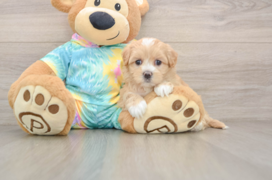 Maltipoo Puppy for Adoption