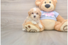 Best Maltipoo Baby