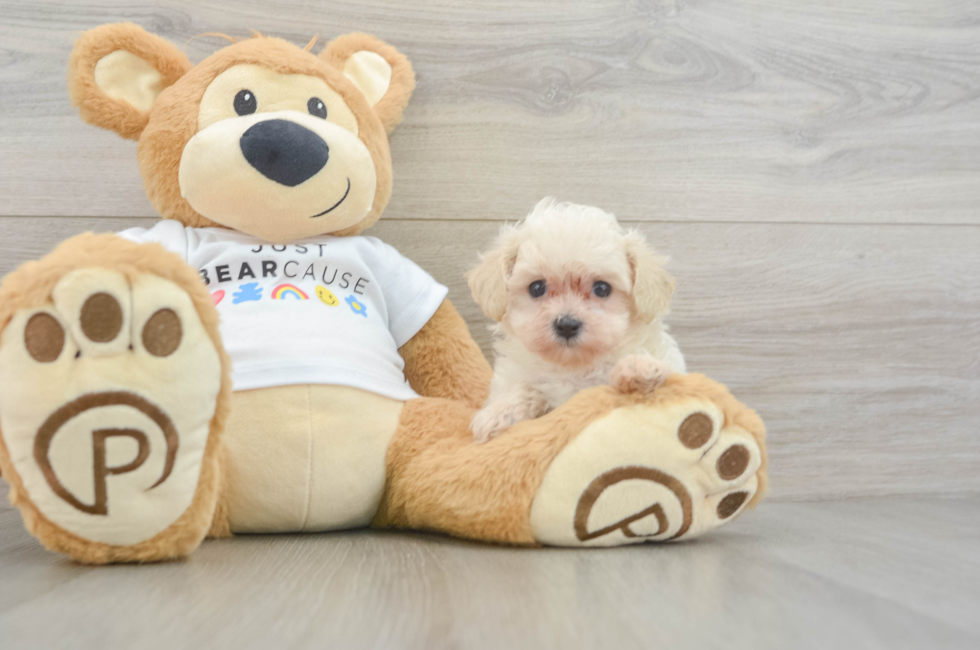 7 week old Maltipoo Puppy For Sale - Pilesgrove Pups