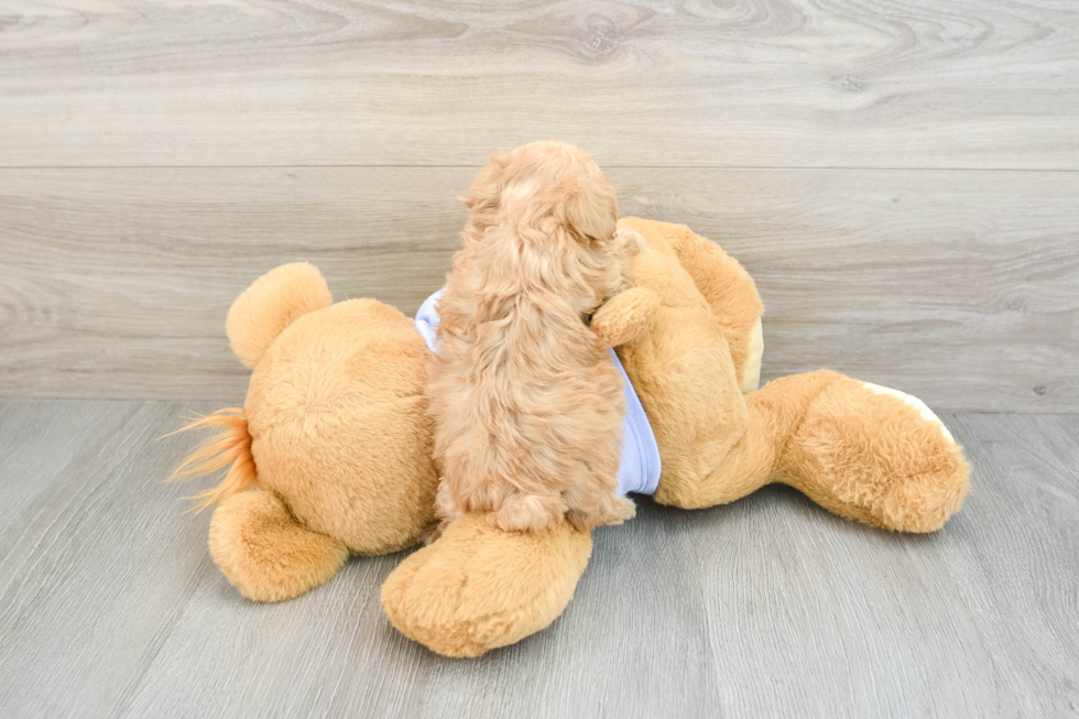 Fluffy Maltipoo Poodle Mix Pup