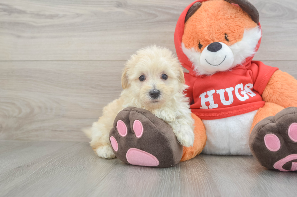 5 week old Maltipoo Puppy For Sale - Pilesgrove Pups