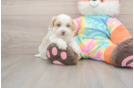 Funny Maltipoo Poodle Mix Pup