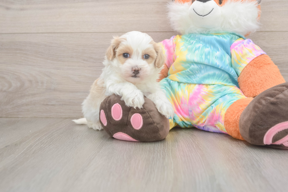 Funny Maltipoo Poodle Mix Pup