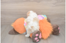 Funny Maltipoo Poodle Mix Pup