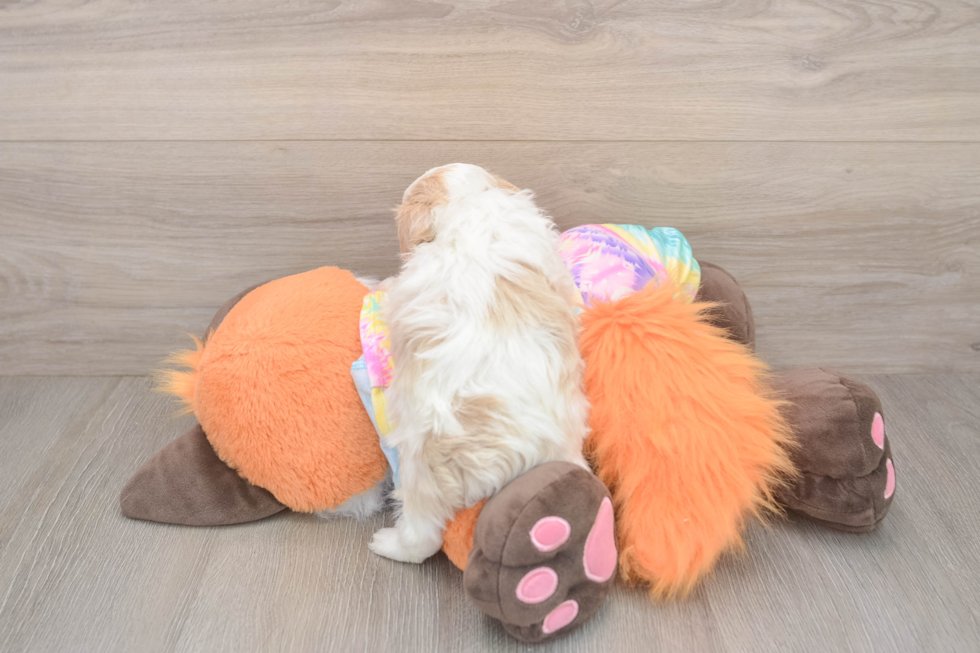 Funny Maltipoo Poodle Mix Pup