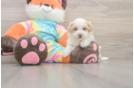 Best Maltipoo Baby