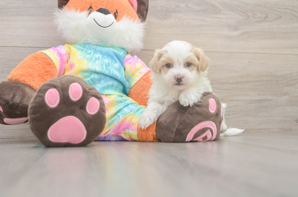5 week old Maltipoo Puppy For Sale - Pilesgrove Pups